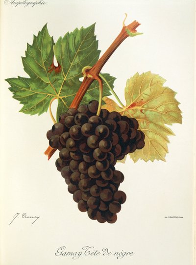 Gamay Tete de Negre druva av J. Troncy av Jules Troncy