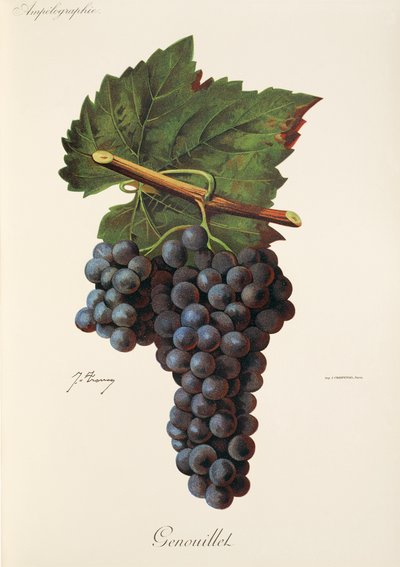 Genouillet druva av J. Troncy av Jules Troncy