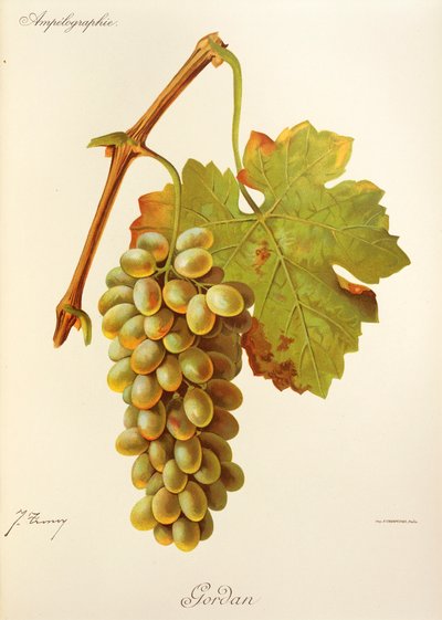 Gordan druva av J. Troncy av Jules Troncy