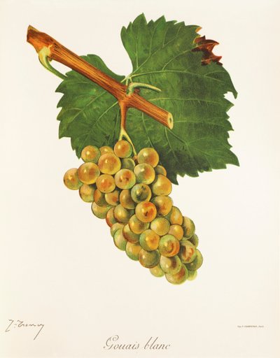 Gouais Blanc druva av J. Troncy av Jules Troncy