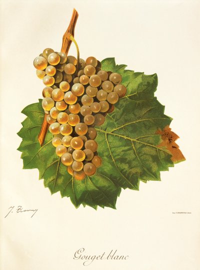 Gouget Blanc druva av J. Troncy av Jules Troncy