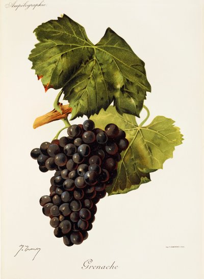 Grenache druva av J. Troncy av Jules Troncy