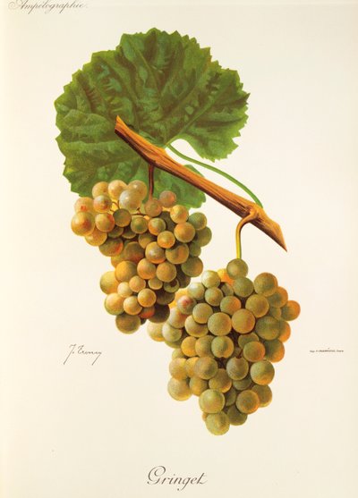 Gringet druva av J. Troncy av Jules Troncy