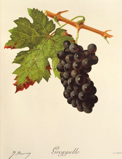 Groppello druva av J. Troncy av Jules Troncy