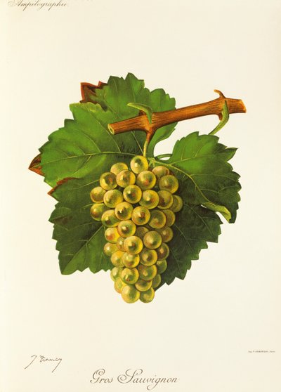 Gros Sauvignon druva av J. Troncy av Jules Troncy