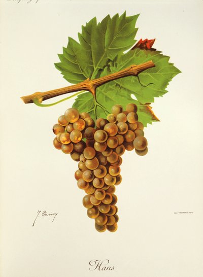 Hans druva av J. Troncy av Jules Troncy