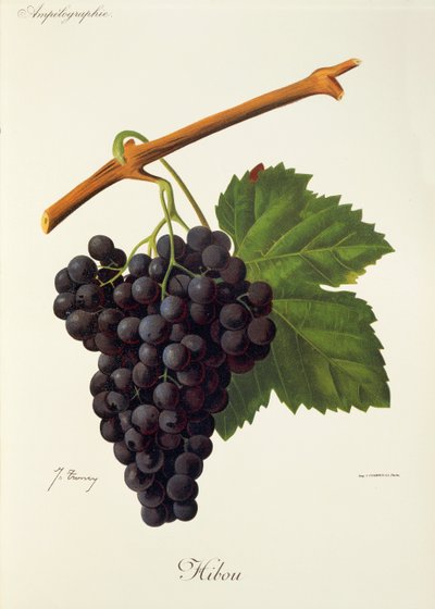 Uggladruva av J. Troncy av Jules Troncy