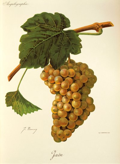 Jaen druva av J. Troncy av Jules Troncy