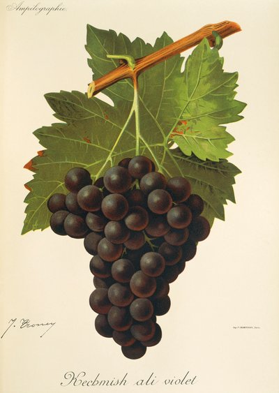 Kechmish Ali Violet druva av J. Troncy av Jules Troncy