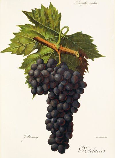 Mieluccio druva av J. Troncy av Jules Troncy