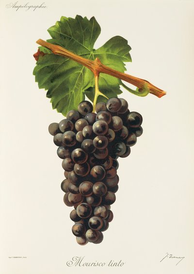Mourisco Tinto druva av J. Troncy av Jules Troncy