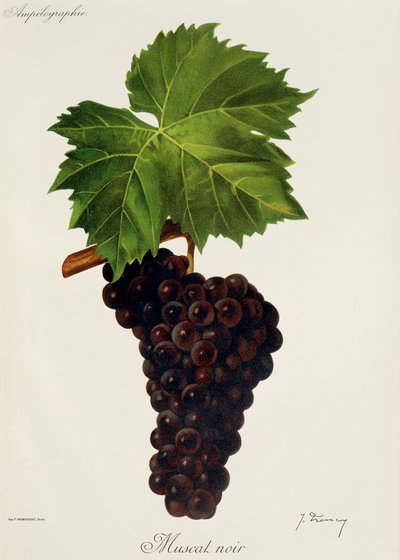 Muscat Noir druva av J. Troncy av Jules Troncy