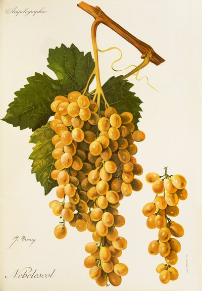 Nebelescol druva av J. Troncy av Jules Troncy