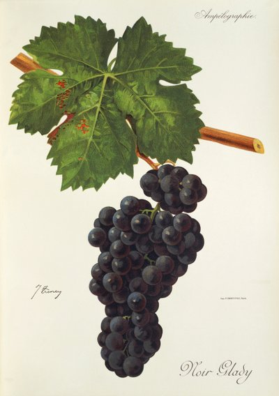 Noir Glady druva av J. Troncy av Jules Troncy