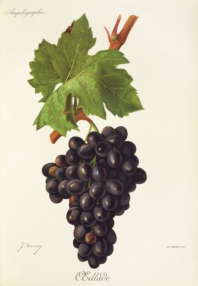 Oeillade druva av J. Troncy av Jules Troncy