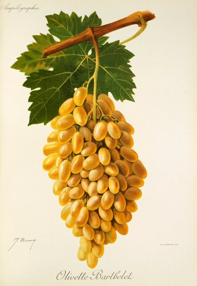 Olivette Barthelet druva av J. Troncy av Jules Troncy