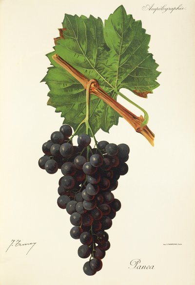 Panea druva av J. Troncy av Jules Troncy