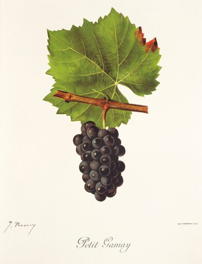 Petit Gamay druva av J. Troncy av Jules Troncy