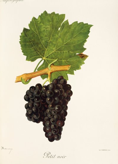 Petit Noir druva av J. Troncy av Jules Troncy