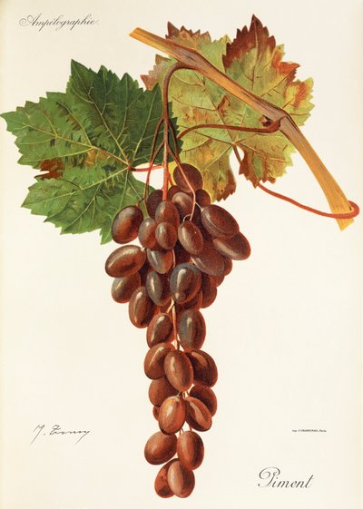 Piment druva av J. Troncy av Jules Troncy