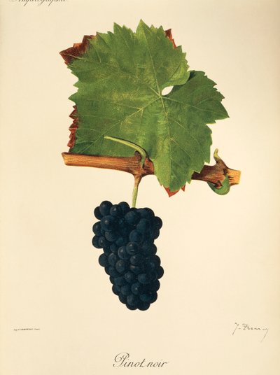 Pinot Noir druva av J. Troncy av Jules Troncy