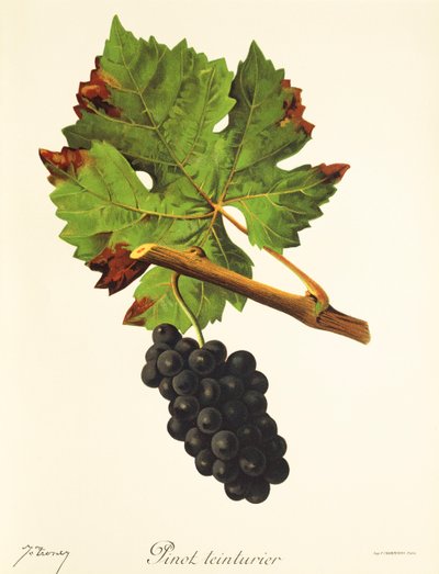 Pinot Teinturier druva av J. Troncy av Jules Troncy