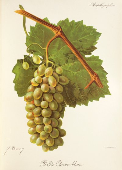 Pis-de-Chevre Blanc druva av J. Troncy av Jules Troncy