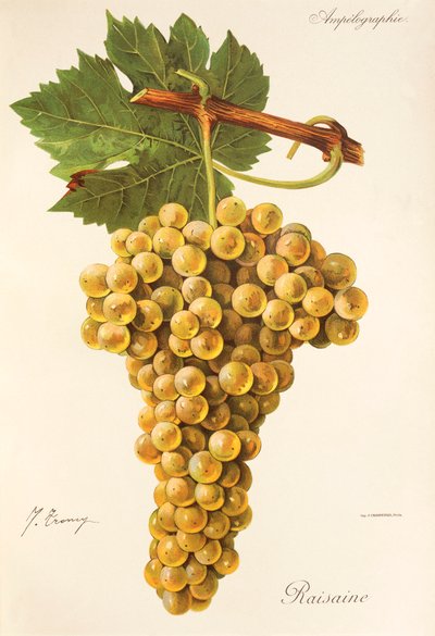Raisaine druva av J. Troncy av Jules Troncy