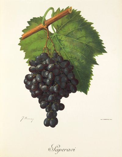Saperavi druva av J. Troncy av Jules Troncy