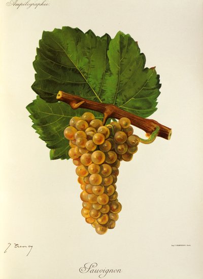 Sauvignondruva av J. Troncy av Jules Troncy