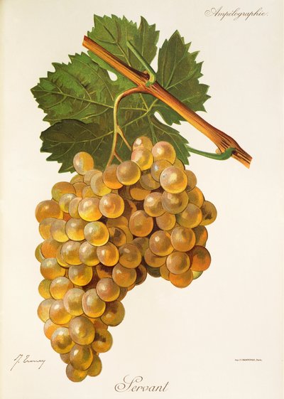 Servantdruva av J. Troncy av Jules Troncy
