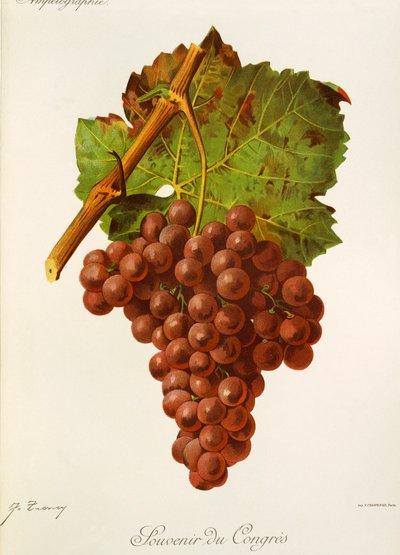 Souvenir of Congress druva av J. Troncy av Jules Troncy