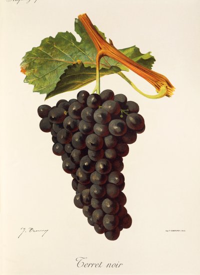 Terret Noir druva av J. Troncy av Jules Troncy
