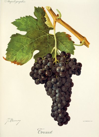 Tressot druva av J. Troncy av Jules Troncy