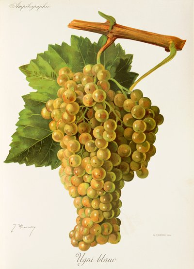 Ugni Blanc druva av J. Trncy av Jules Troncy