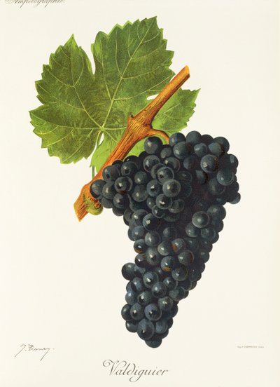 Valdiguier druva av J. Troncy av Jules Troncy