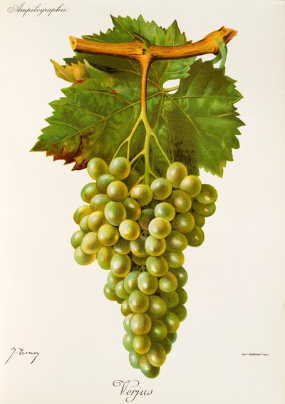 Verjus druva av J. Troncy av Jules Troncy