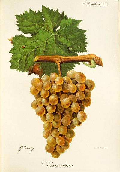 Vermentino druva av J. Troncy av Jules Troncy
