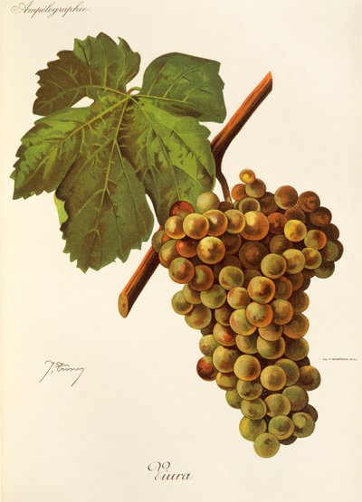 Viura druva av J. Troncy av Jules Troncy