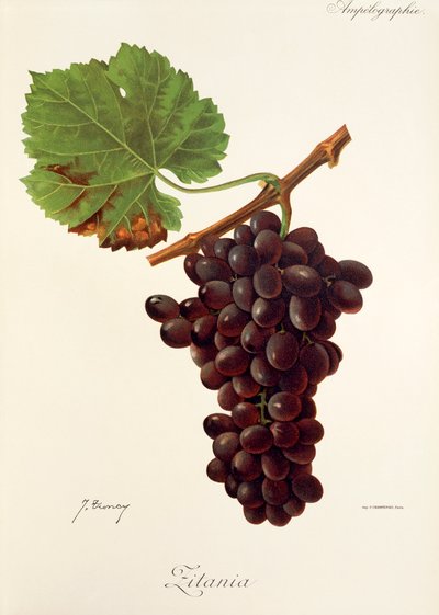 Zitania druva av J. Troncy av Jules Troncy