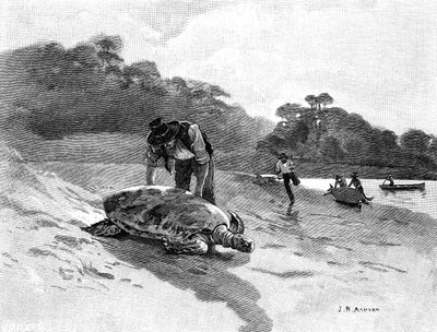 Sköldpaddsfångst, 1886. av Julian Ashton