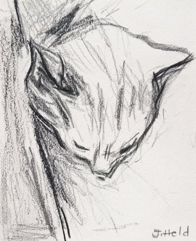 Sleeping Cat, 2015, (penna) av Julie Held