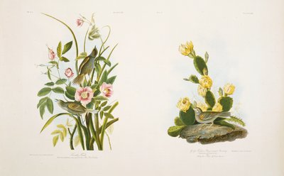 Havsfink/gräsfink, eller Bay-Winged Bunting, efter J.J. Audubons "Birds of America" av Julius Bien
