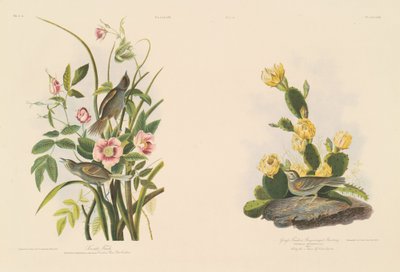 Havsfink; och Graffinch eller Bay-Winged Bunting av Julius Bien after John James Audubon