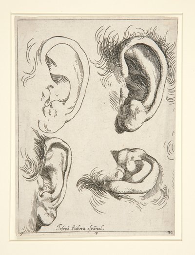Studier av fyra öron av Jusepe de Ribera