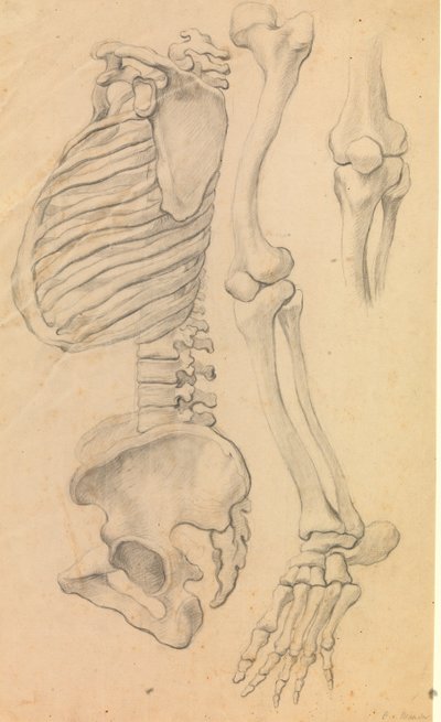 Ryggraden med bröstkorg och bäcken, profil till vänster; även ben i ett vänster ben från höft till tåspets och detalj av ett knä. (1662?). av Karel van III Mander