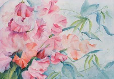Lathyrus Odoratus, sötärta (horisontell) av Karen Armitage