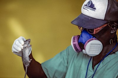 Laboratorietekniker håller en lassaråtta och bär ansiktsmask för att förhindra att smittas av lassafeber. av Karen Kasmauski