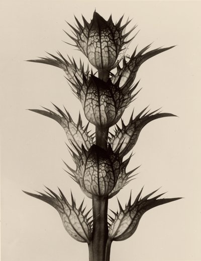 Acanthus mollis av Karl Blossfeldt