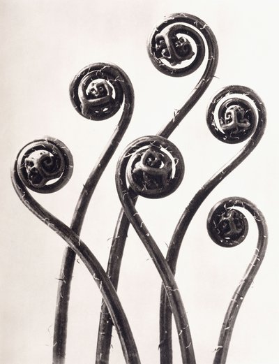 Adiantum Pedatum - Amerikansk jungfruhårormbunke, unga upprullade blad Förstorade åtta gånger av Karl Blossfeldt